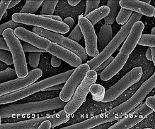 Бактерии на телефоне